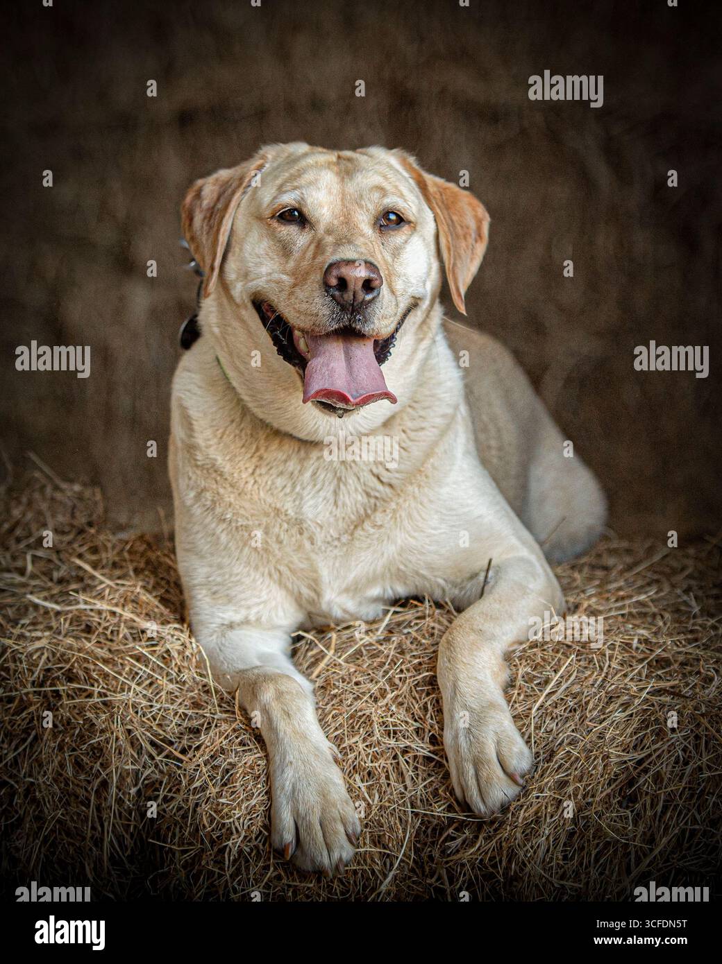 Labrador retriever rilassarsi in un mucchio di fieno Foto Stock