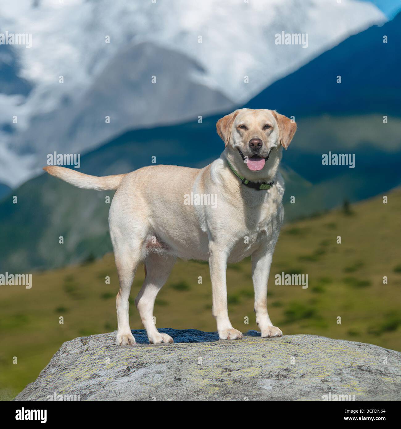 labrador retriever, in piedi sulle Alpi Foto Stock