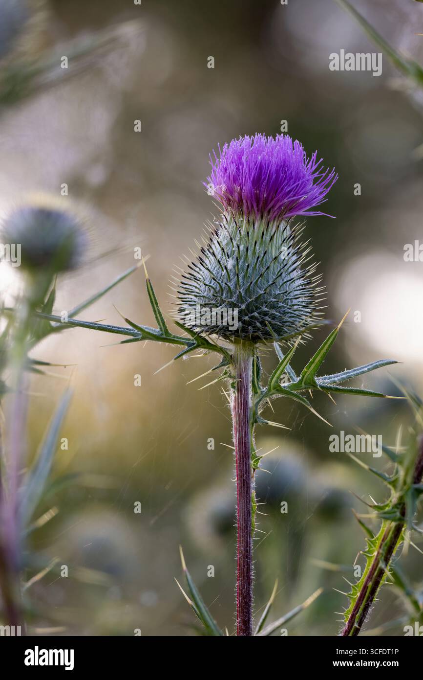 Fioritura del cardo comune Foto Stock