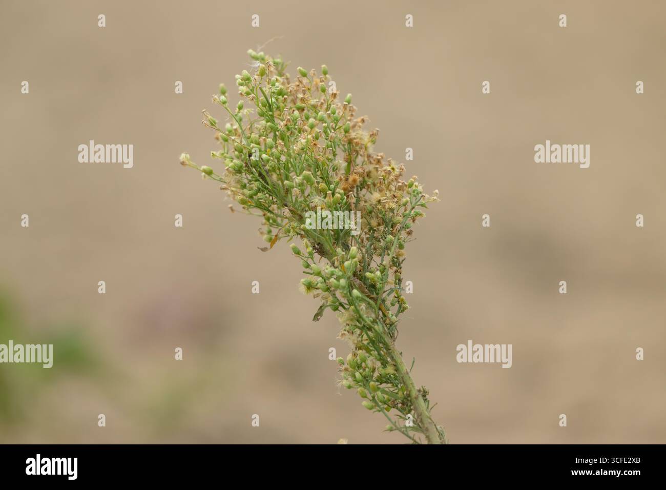 , Deutschland, 22.08.2025, Nahaufnahme einer Wildpflanze mit Knospen und vertrockneten Blüten auf einem Feld. Mögliche Pflanzenart: Acker-Gänsedistel Foto Stock