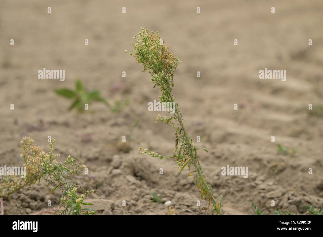 , Deutschland, 22.08.2025, Wildpflanze mit Knospen und vertrockneten Blüten wächst auf trockenem Ackerboden. Mögliche Pflanzenart: Acker-Gänsedistel Foto Stock