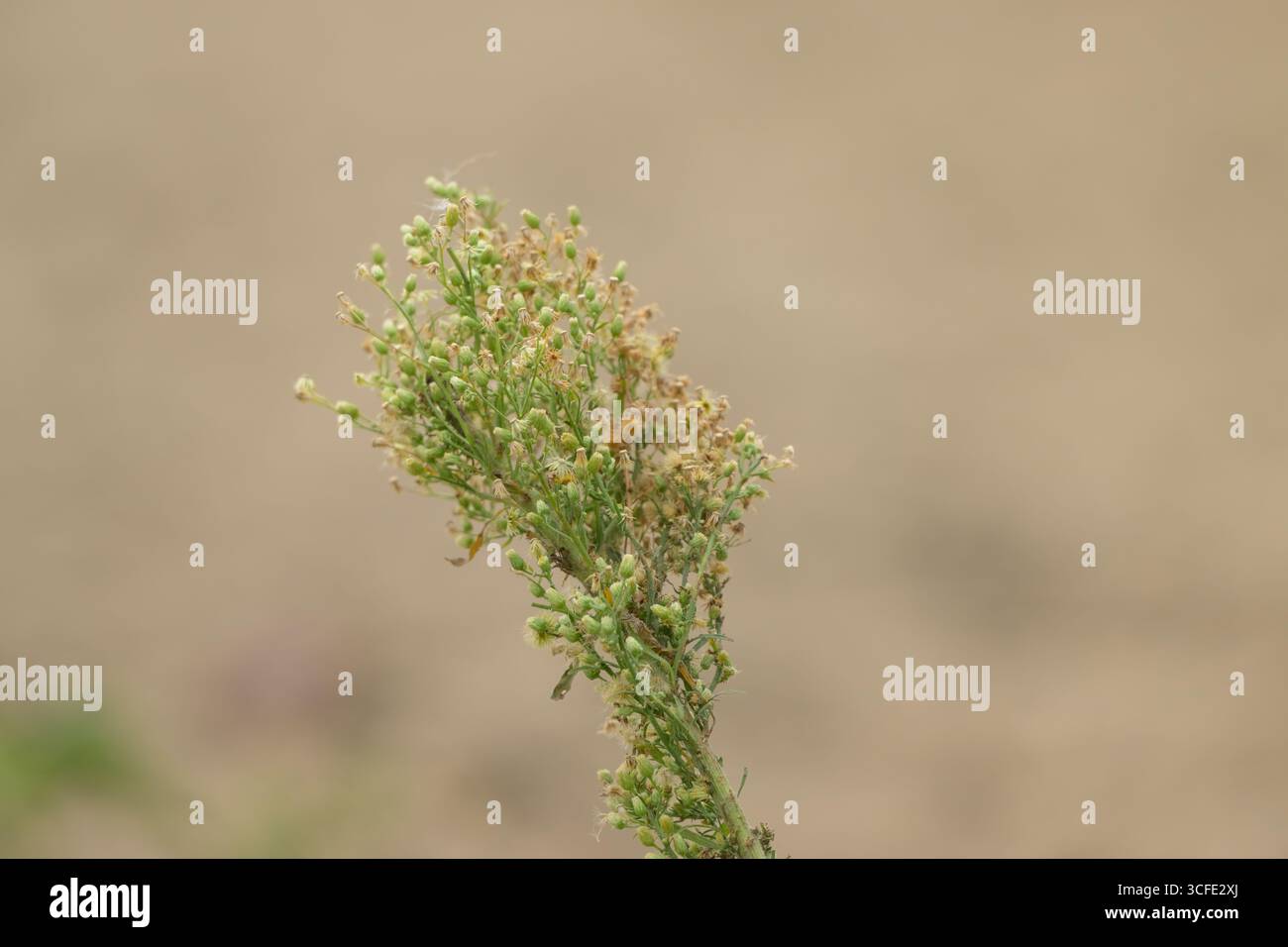 , Deutschland, 22.08.2025, Nahaufnahme einer Wildpflanze mit Knospen und vertrockneten Blüten auf einem Feld. Mögliche Pflanzenart: Acker-Gänsedistel Foto Stock