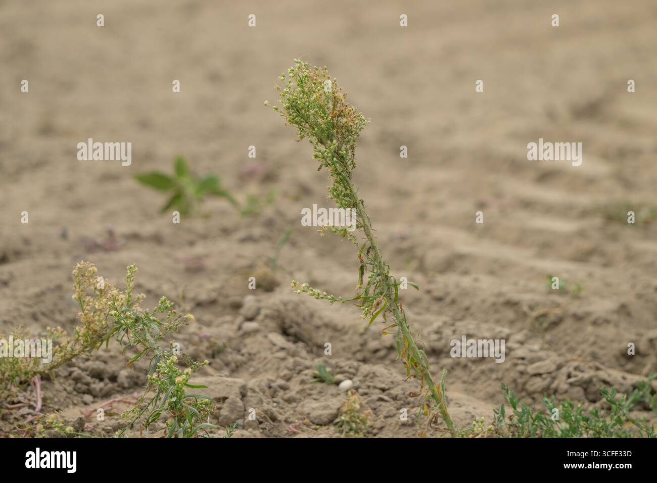 , Deutschland, 22.08.2025, Wildpflanze mit Knospen und vertrockneten Blüten wächst auf trockenem Ackerboden. Mögliche Pflanzenart: Acker-Gänsedistel Foto Stock