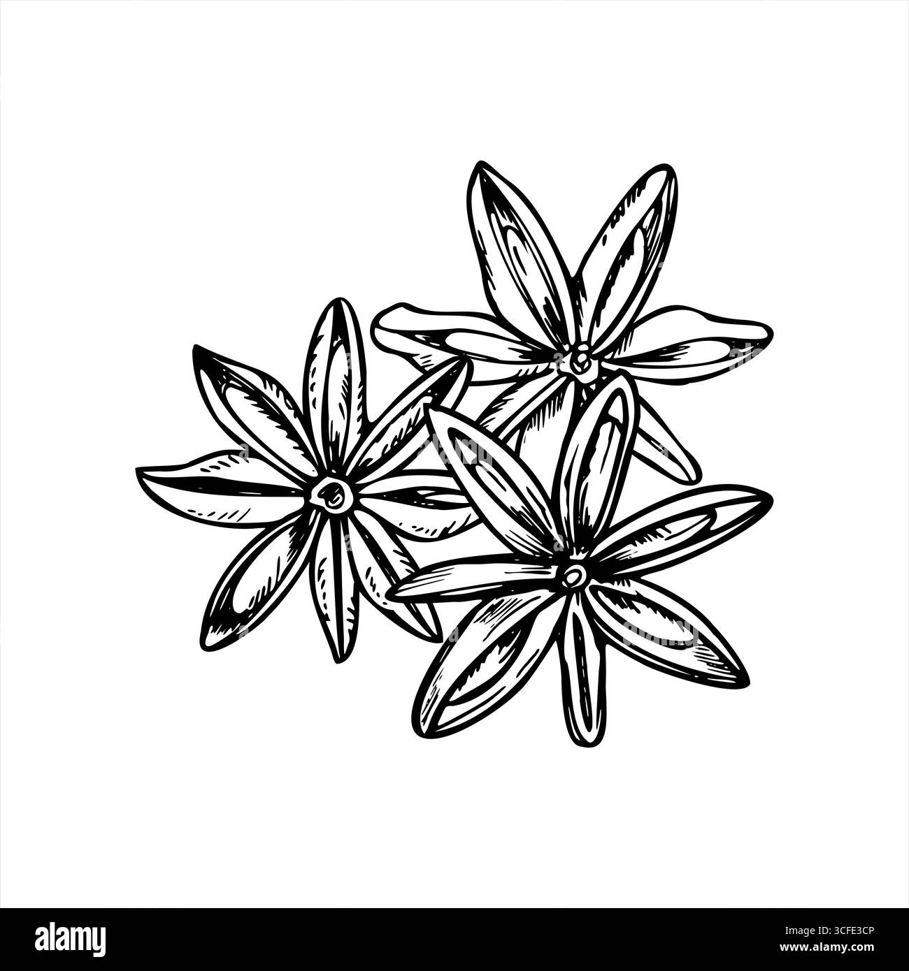 Illustrazione isolata del vettore disegnata a mano con tre condimenti all'anice stellato essiccati. Baccelli aromatici di badiana schizzo realistico dipinto da inchiostri neri. Illustrazione Vettoriale