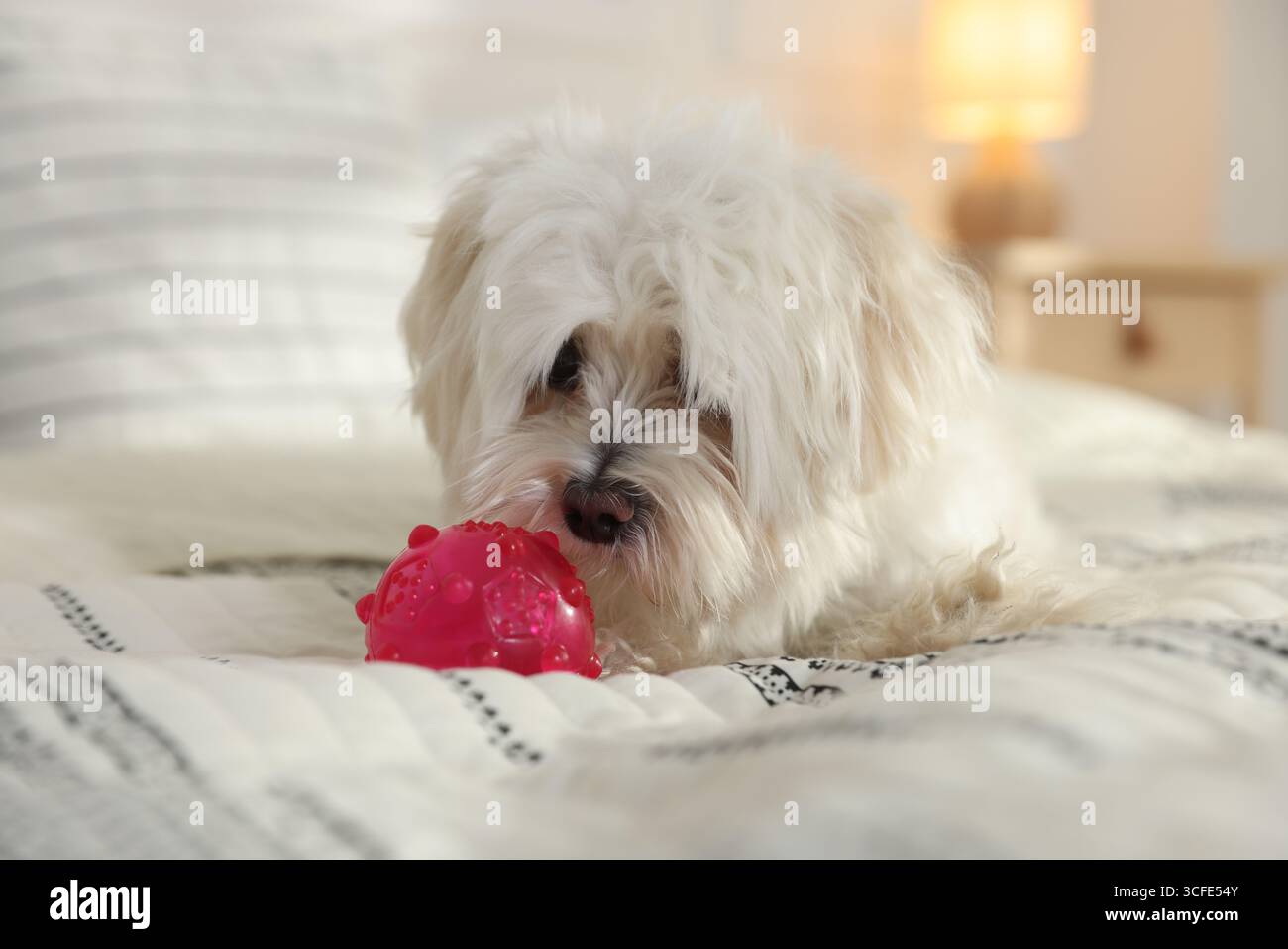 Carino cane maltese bianco con giocattolo sul letto a casa Foto Stock Carino cane maltese bianco con giocattolo sul letto a casa Foto Stock