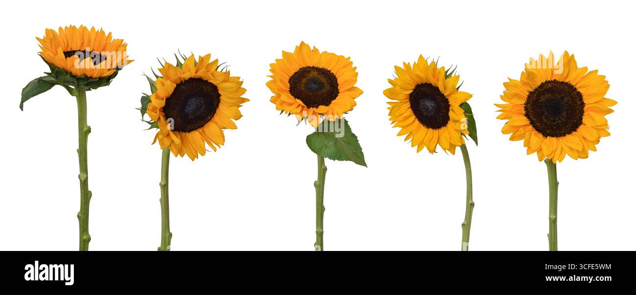 Gruppo di girasoli gialli con steli e foglie intaglio isolato su bianco. Adatto per essere utilizzato come elementi di progettazione Foto Stock