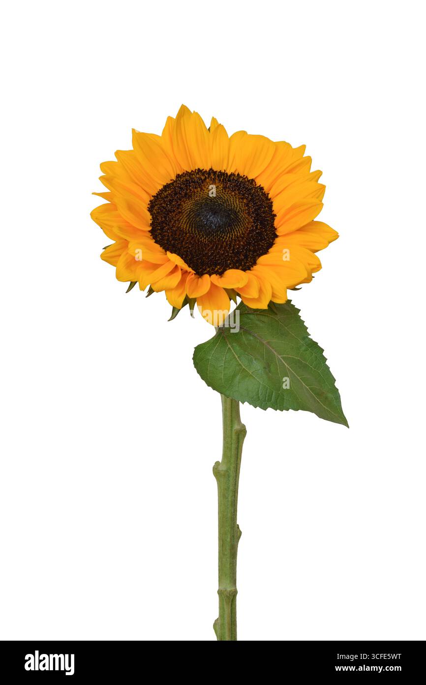 Girasole giallo con stelo e fogliame isolata su bianco Foto Stock