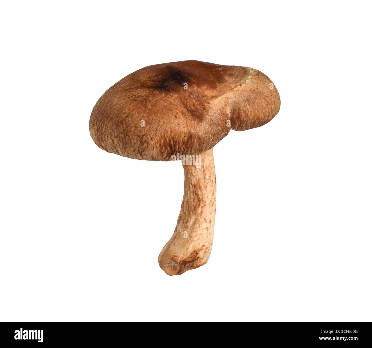 Un singolo fungo shiitake verticale intero con tappo e gambo, fessura isolata su sfondo bianco Foto Stock