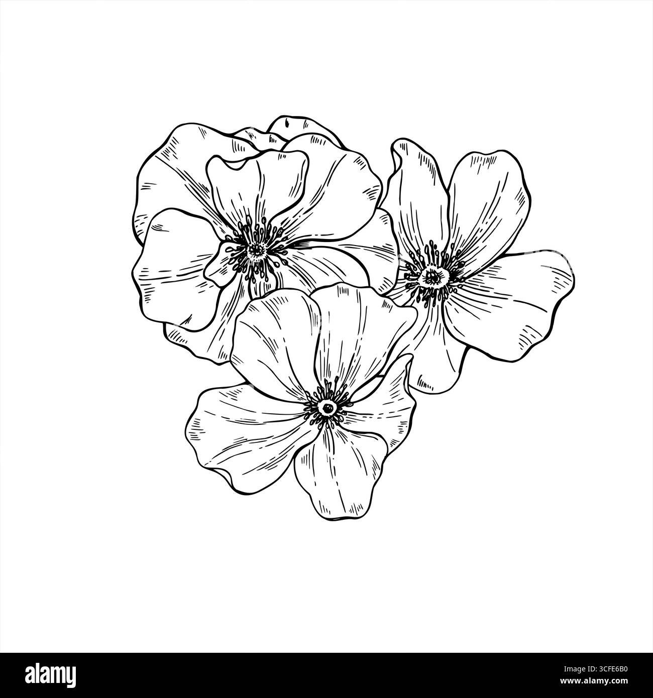 Illustrazione monocromatica isolata vettoriale della testa di fiori in fiore a tre colori. Mazzo di papavero selvaggio disegno inciso. Composizione floreale Illustrazione Vettoriale