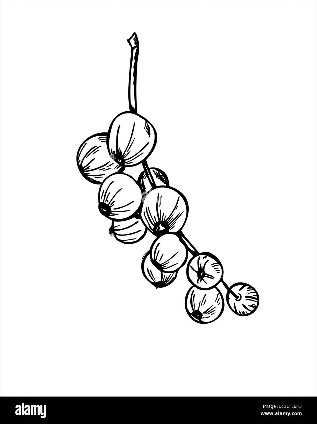 Bacche di ribes monocromatiche sull'illustrazione vettoriale del ramo. Schizzo grafico realistico della raccolta estiva disegnato a mano. Arte della linea Garden Huckleberry Illustrazione Vettoriale