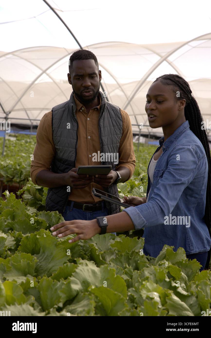 Colleghi afroamericani che ispezionano le file di lattuga tenendo i tablet all'interno della serra Foto Stock
