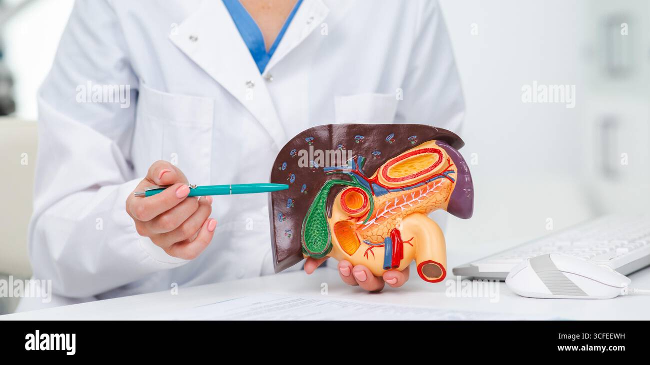 Modello di fegato umano sul tavolo del medico, primo piano. Trattamento dell'epatite, della cirrosi e del cancro al fegato Foto Stock