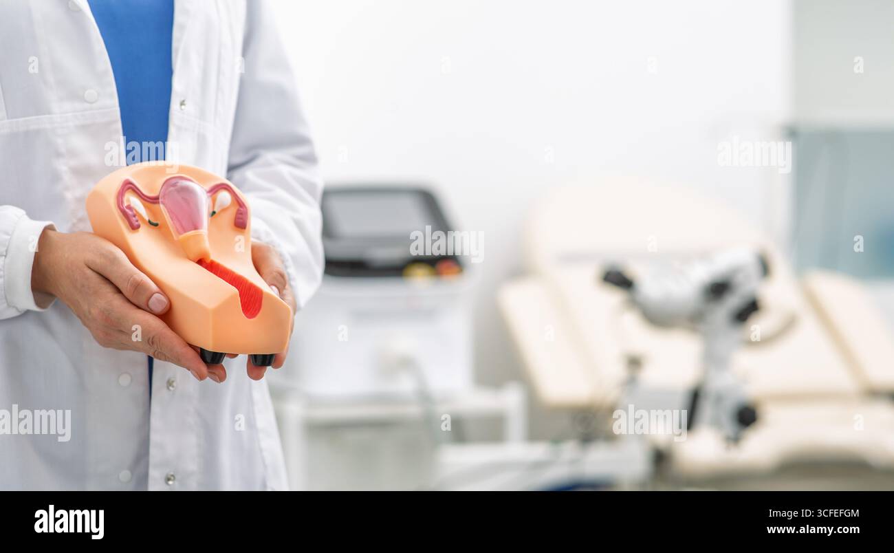 Il medico dimostra un modello anatomico dell'utero in una consultazione ginecologica presso la clinica medica Foto Stock