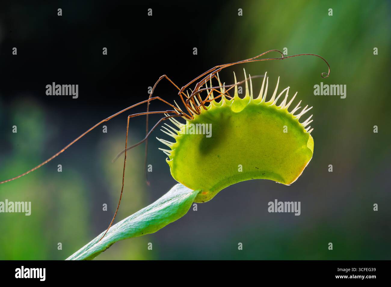 Foto macro di una Venere flytrap Dionaea muscipula con un ragno mietitore Opiliones sulla sua trappola. Vista dettagliata della pianta carnivora e dell'aracnide inter Foto Stock