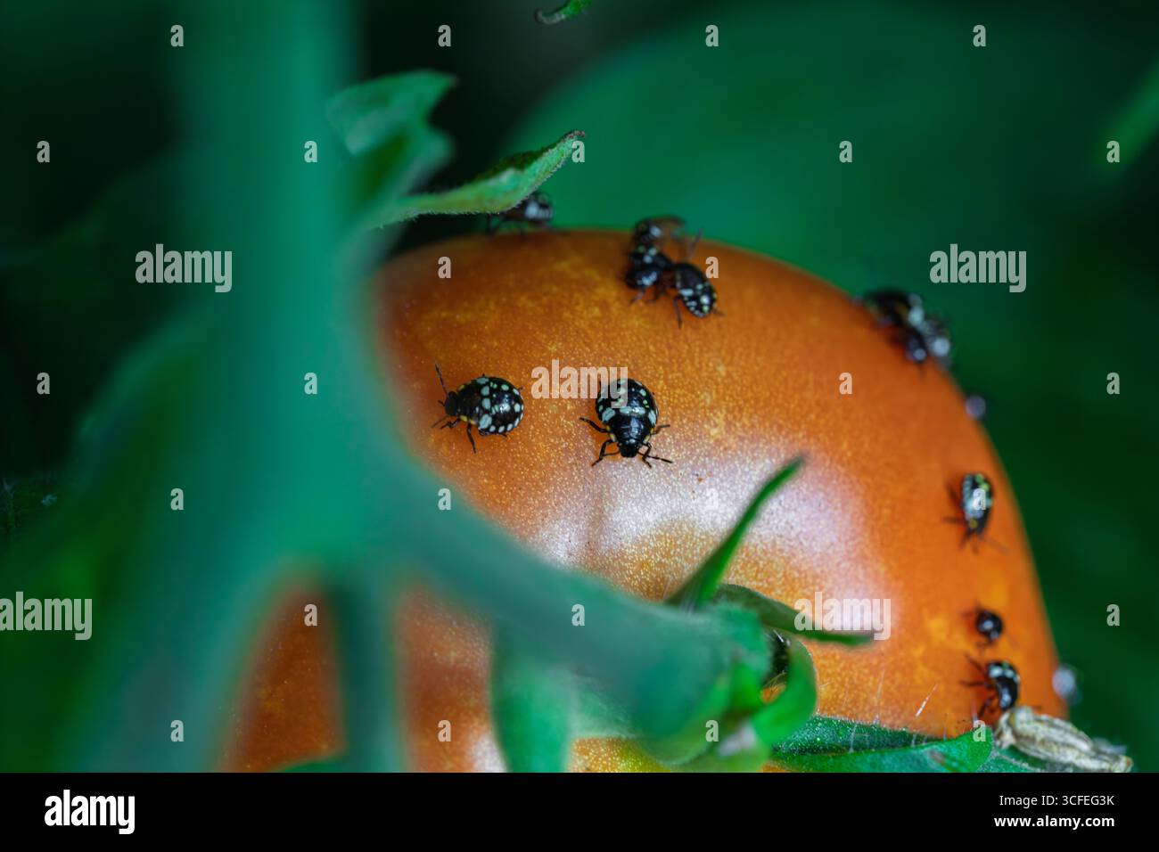 Primo piano delle ninfe nere e bianche Nezara viridula su un pomodoro maturo in giardino. Foto dettagliata che mostra l'infestazione e il ritaglio degli insetti Foto Stock