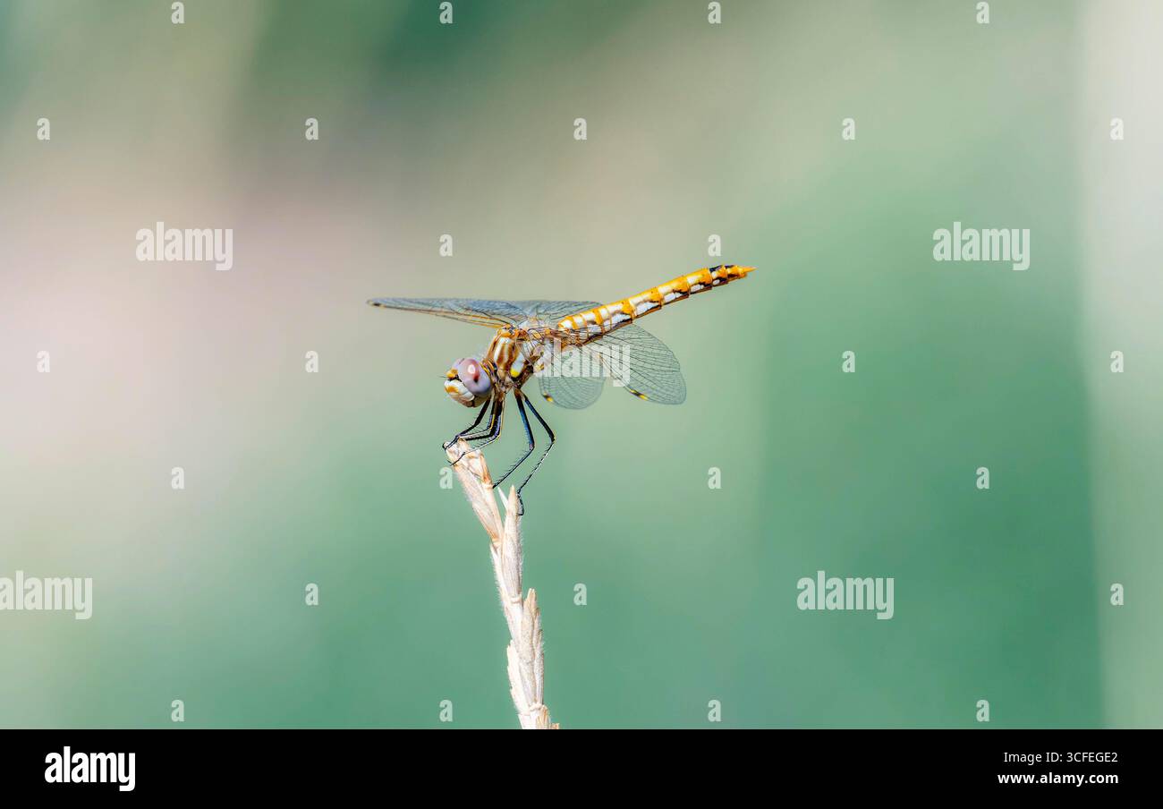 Una vivace e variegata mosca di Meadowhawk (Sympetrum Corruptum) arroccata su una sottile lama d'erba in un prato Foto Stock