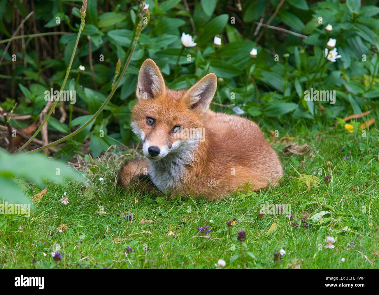 giovane volpe in giardino Foto Stock