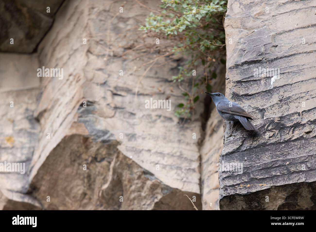Blue rock Thrush Monticola solitarius, uomo adulto arroccato, Symphony of Stones, Garni Gorge, Kotayk, Armenia, giugno Foto Stock