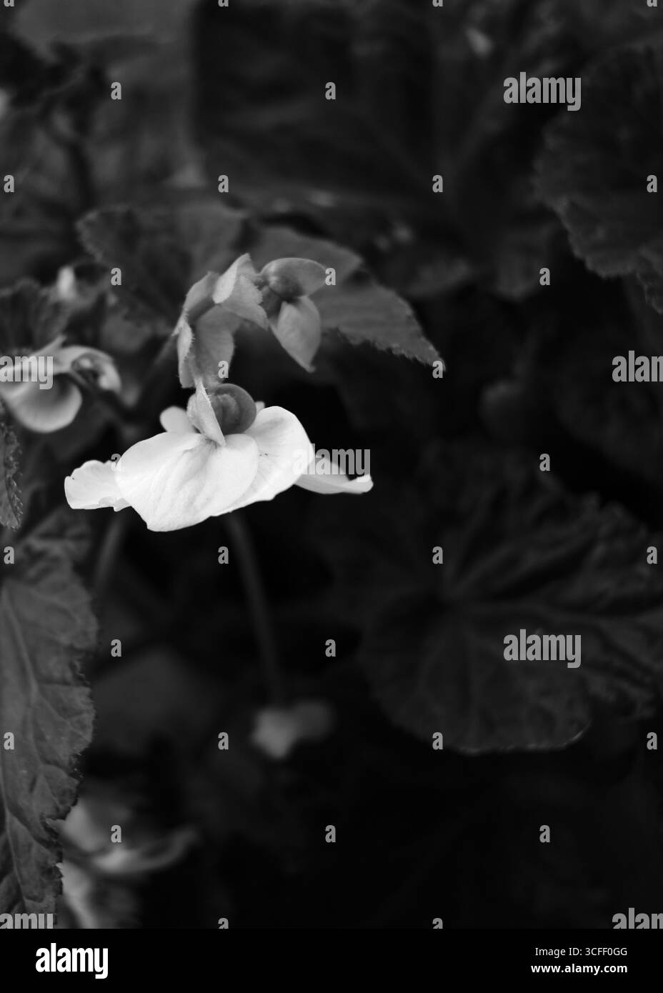 immagine in primo piano monocromatica in bianco e nero di un fiore e di una pianta Foto Stock