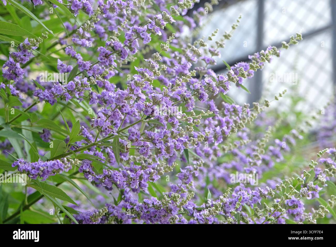 Vitex agnus castus, albero di casta viola, in fiore. Foto Stock