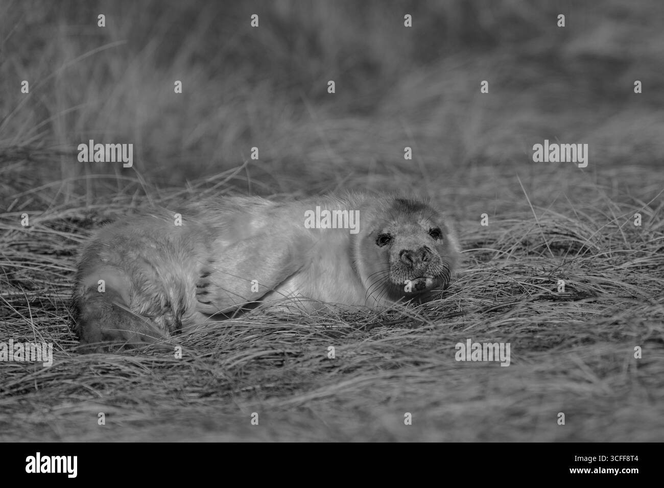 Un ritratto di un cucciolo di foca grigia appena nato sulla costa del Norfolk. Foto Stock