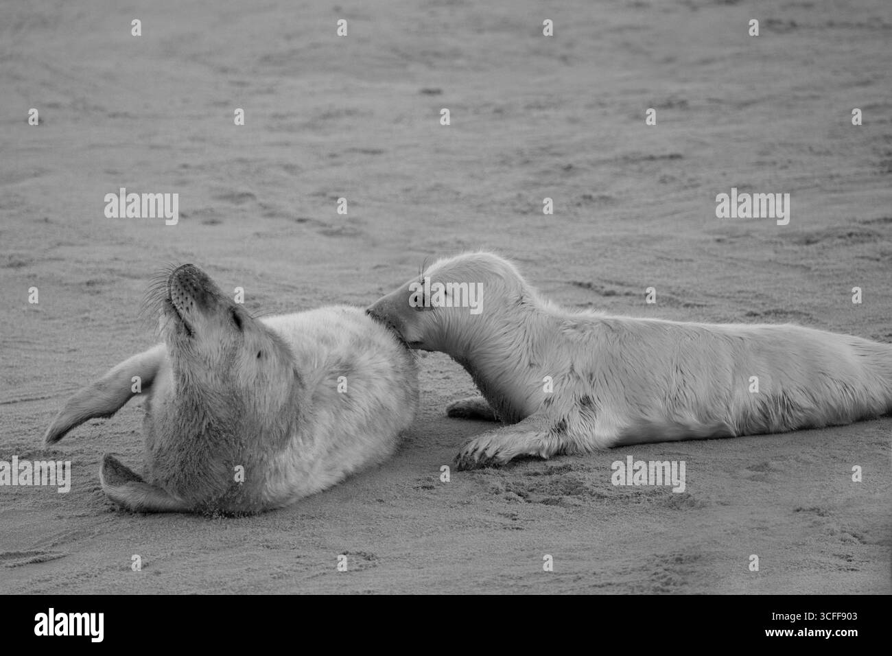 Due cuccioli con foca grigia per neonati rimangono vicini per garantire comfort e protezione. Foto Stock