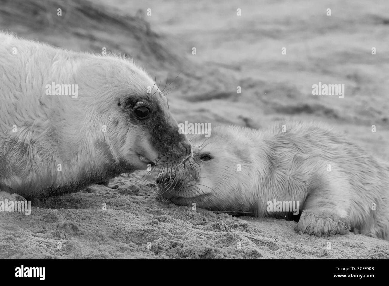 Due cuccioli con foca grigia per neonati rimangono vicini per garantire comfort e protezione. Foto Stock