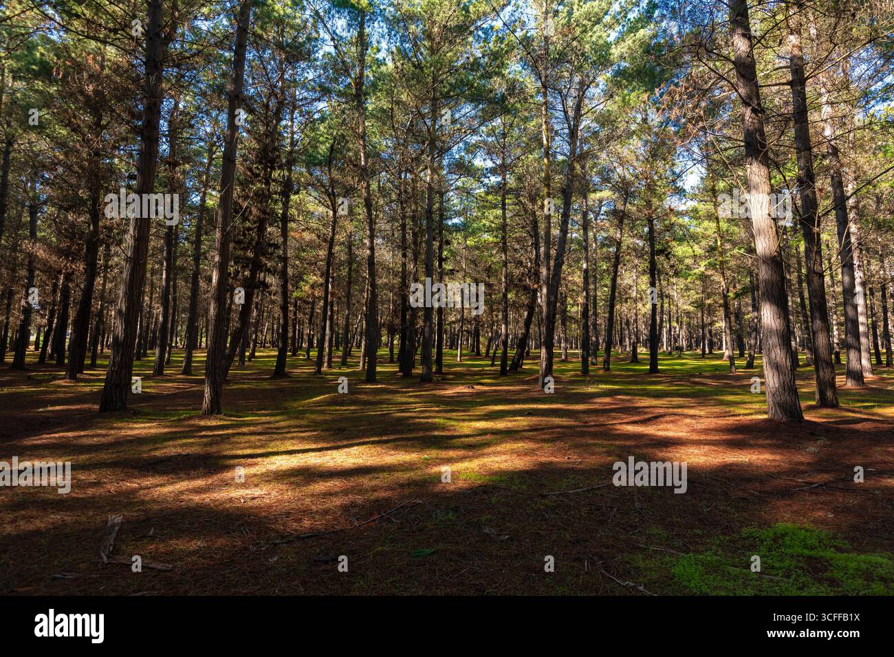 Una splendida vista su una foresta di Quintay, Cile, con la luce del sole che scorre attraverso gli alberi e getta lunghe ombre sul terreno. Foto Stock