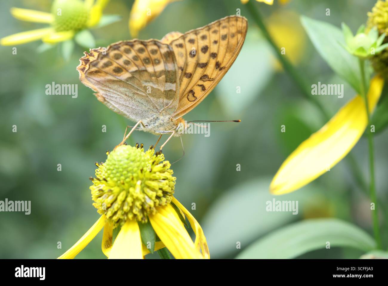fritillario lavato d'argento (Argynnis paphia) a Hokkaido, Giappone Foto Stock