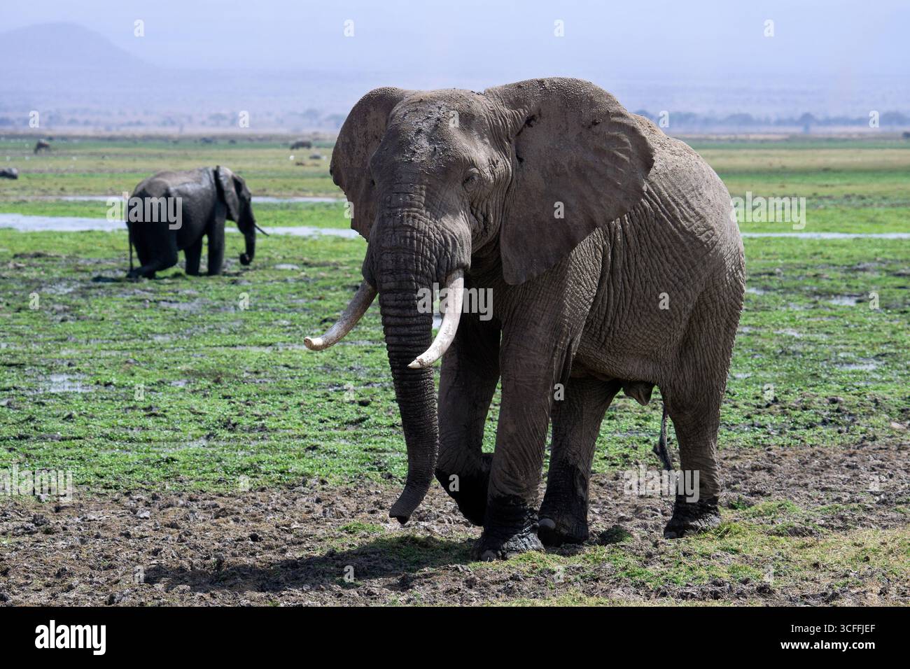Elefante africano in piedi nelle zone umide – Wildlife Nature Photography Foto Stock