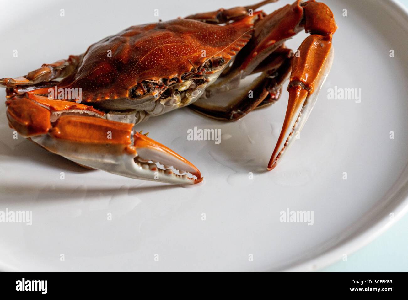 granchio cotto crudo su un piatto bianco, primo piano Foto Stock