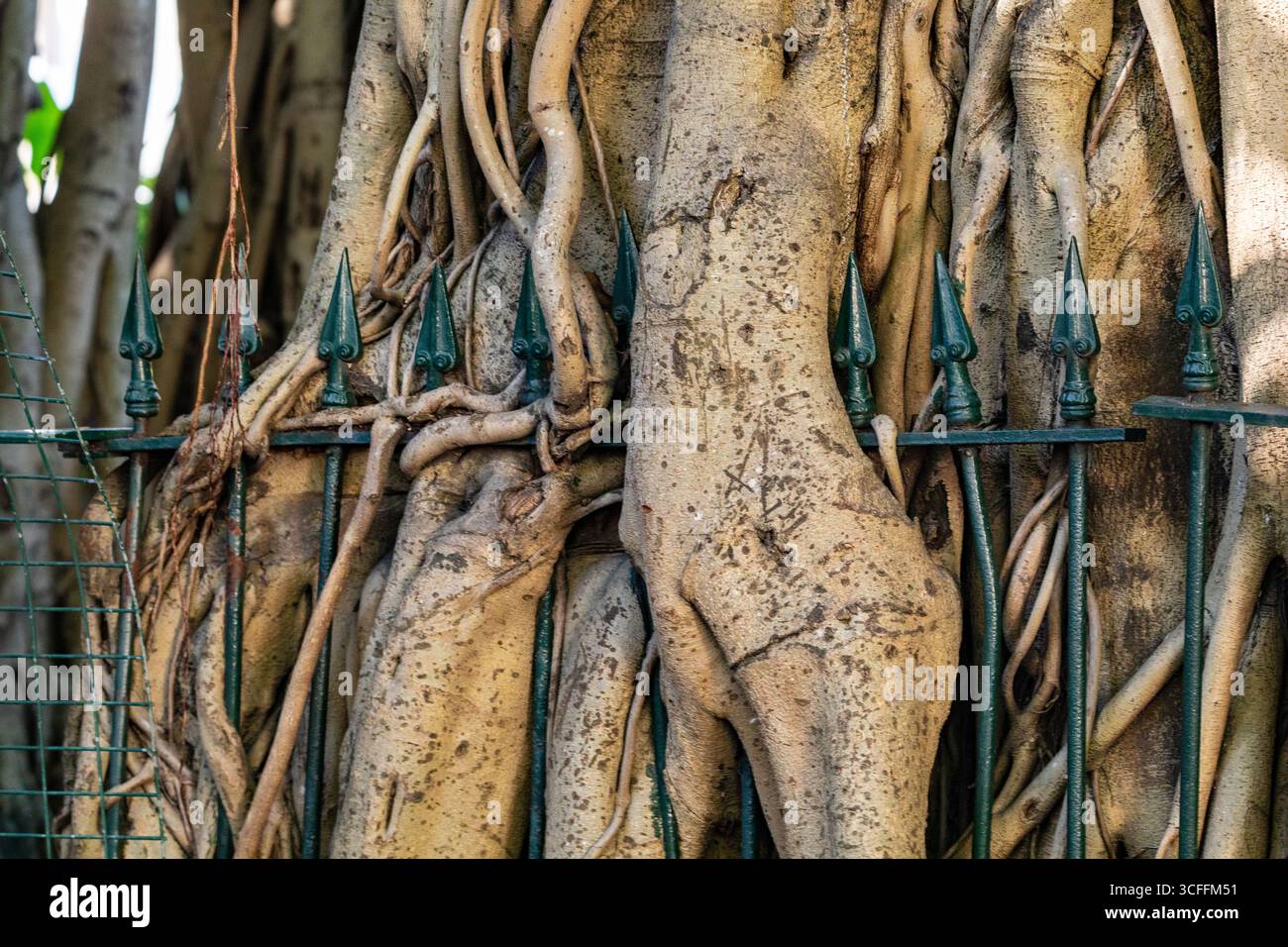 Stampo Green Man In ABS: Crea Il Volto Del Dio Della Foresta Nel Tuo Giardino!