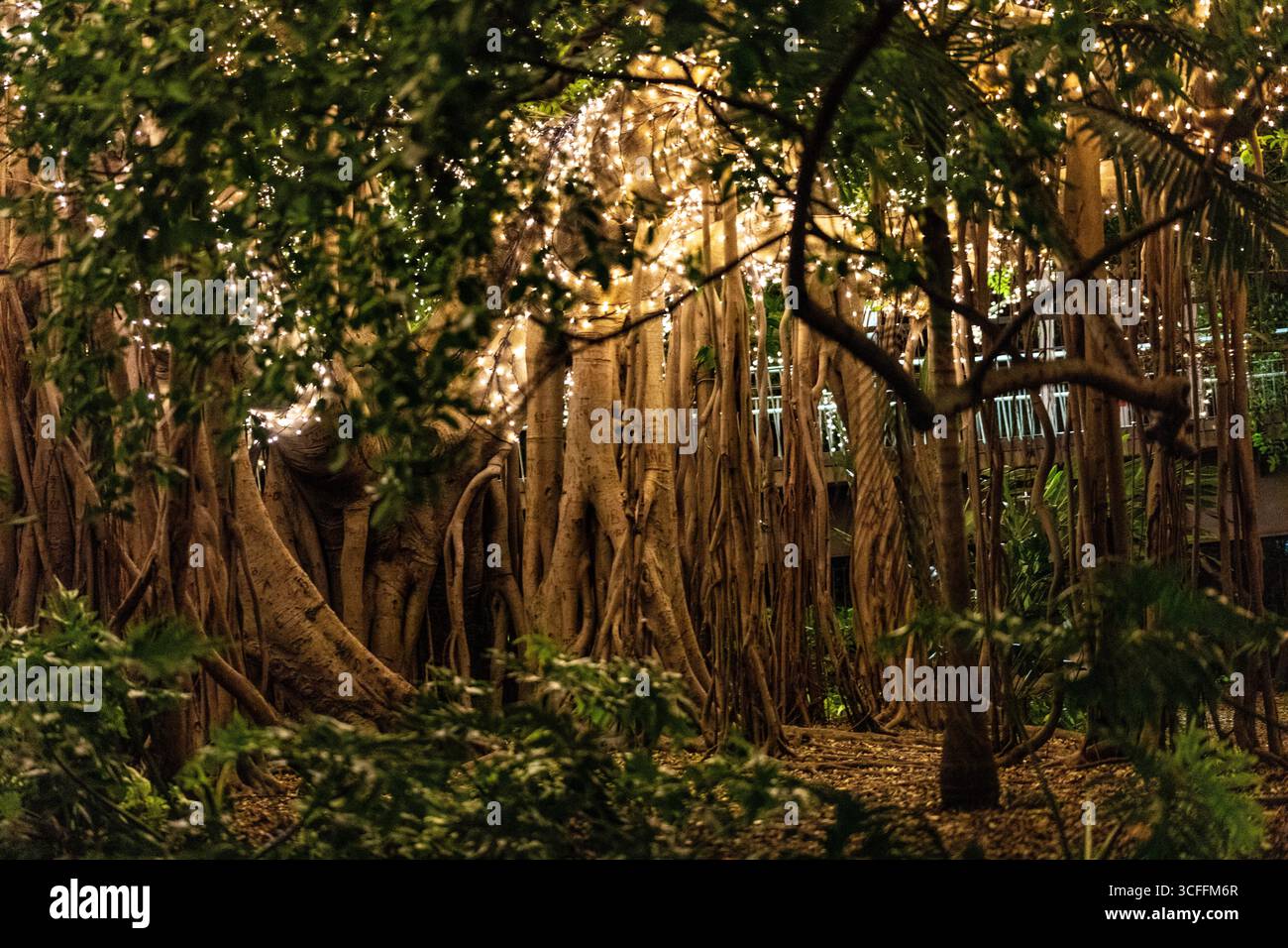 Alberi incredibilmente grandi, fichi strangolatori nel parco di Brisbane. Foto Stock
