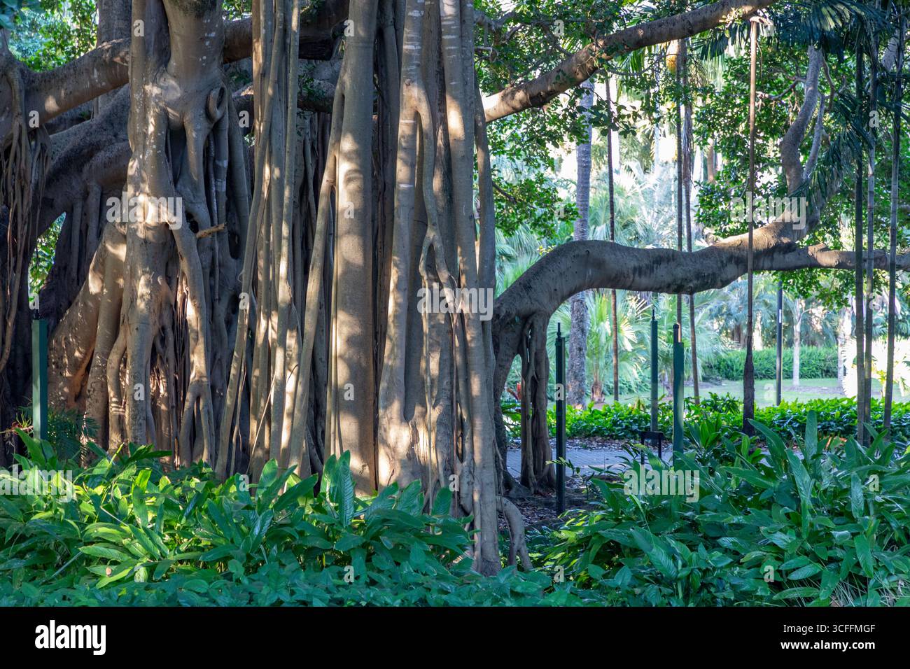 Alberi incredibilmente grandi, fichi strangolatori nel parco di Brisbane. Foto Stock