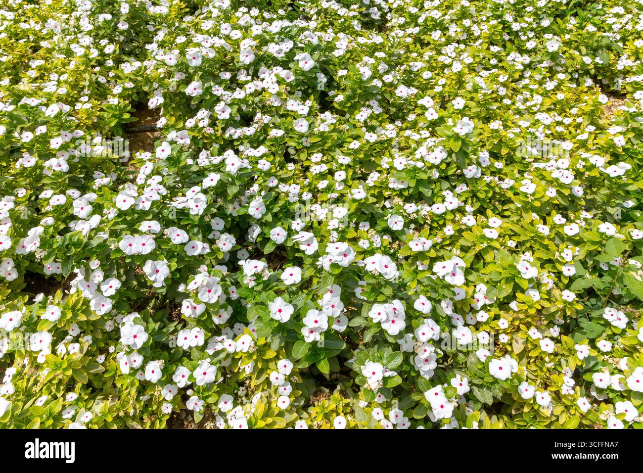 Petunia axillaris (petunia bianca grande, petunia bianca selvatica, petunia della luna bianca) aiuola con molte teste di fiori bianchi in fiore. Foto Stock