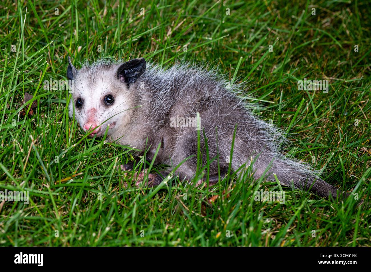 Vadnais Heights, Minnesota. Vista a tutta lunghezza del corpo di un opossum giovanile della Virginia (Didelphis virginiana), noto anche come opossum nordamericano. IT Foto Stock
