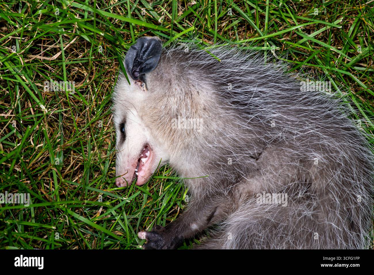 Vadnais Heights, Minnesota. Giovanile Virginia opossum (Didelphis virginiana) fingendo di morire chiamato anche giocare opossum. Conosciuto anche come il Nord America Foto Stock
