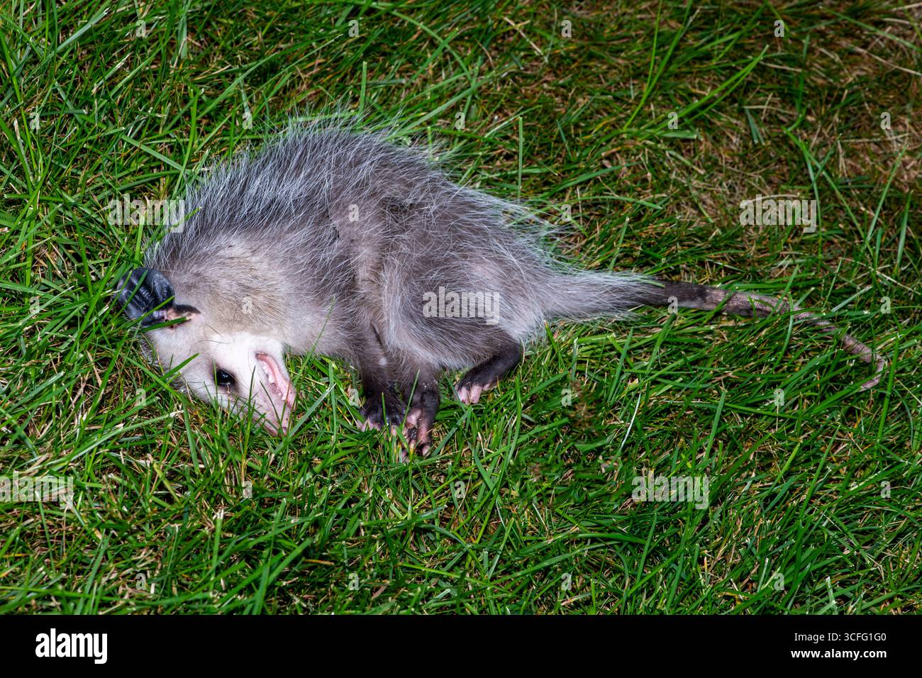 Vadnais Heights, Minnesota. Giovanile Virginia opossum (Didelphis virginiana) fingendo di morire chiamato anche giocare opossum. Conosciuto anche come il Nord America Foto Stock