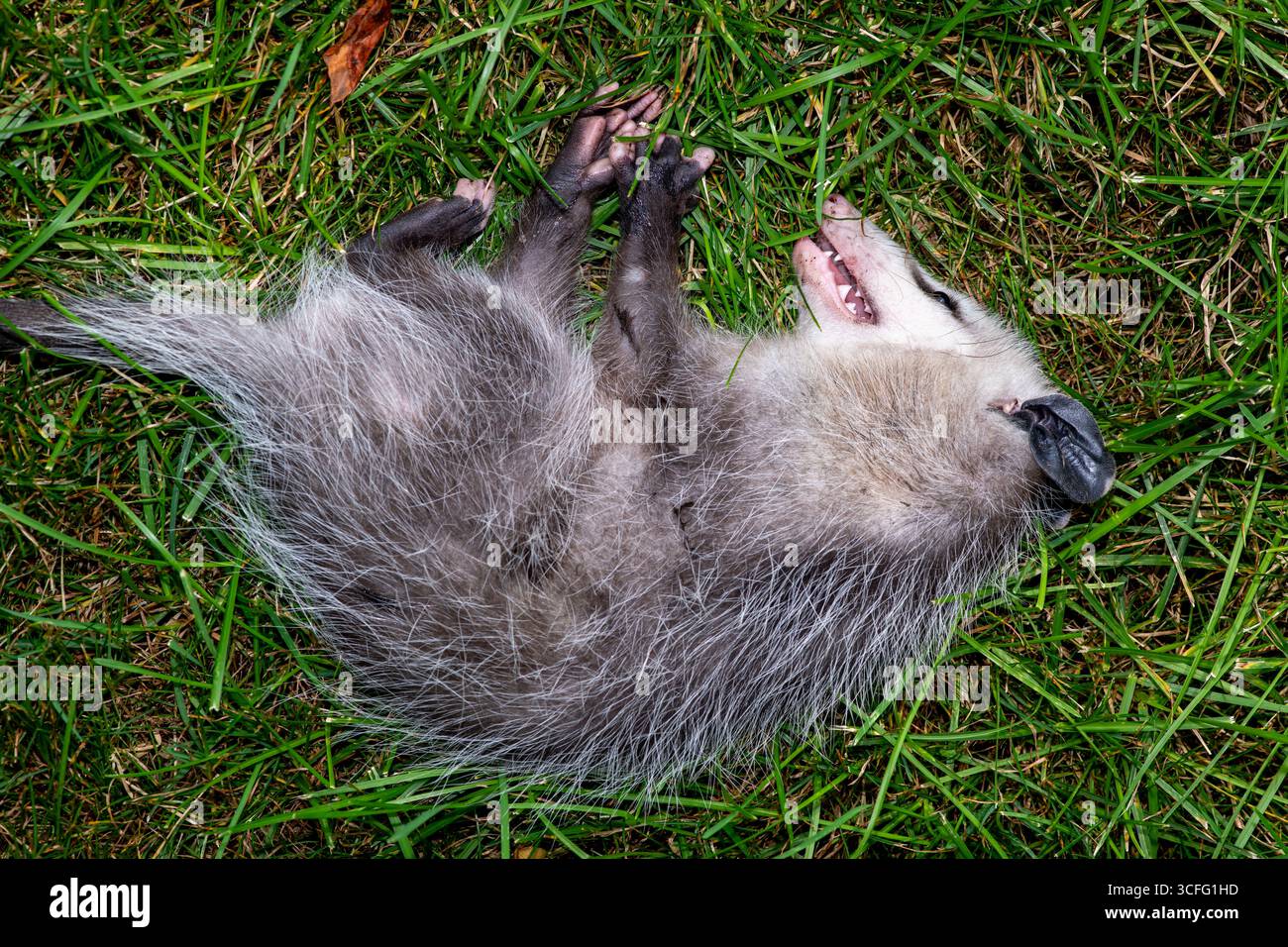 Vadnais Heights, Minnesota. Giovanile Virginia opossum (Didelphis virginiana) fingendo di morire chiamato anche giocare opossum. Conosciuto anche come il Nord America Foto Stock