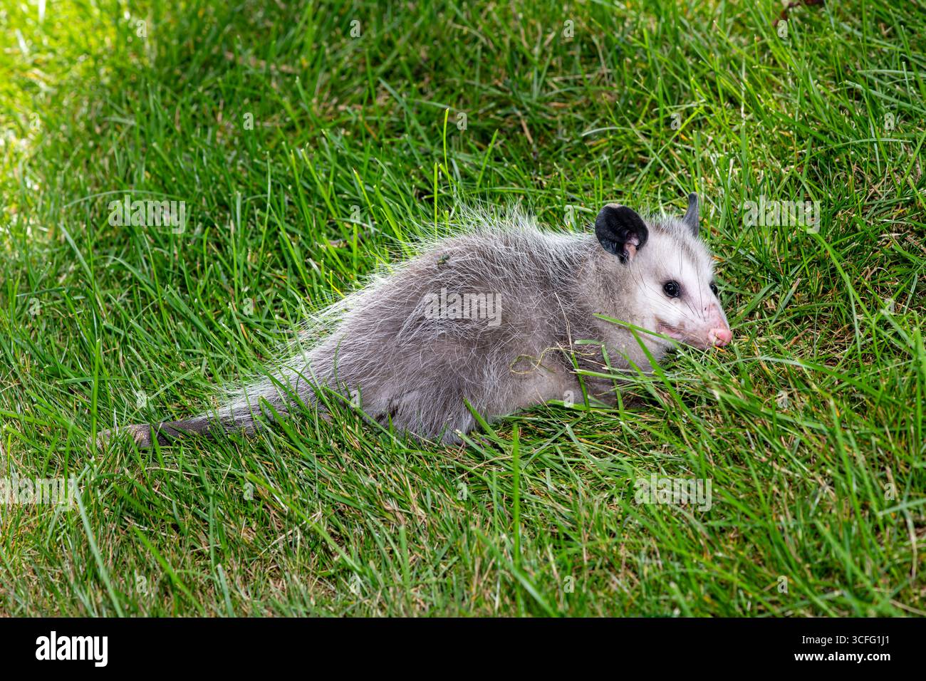 Vadnais Heights, Minnesota. Vista a tutta lunghezza del corpo di un opossum giovanile della Virginia (Didelphis virginiana), noto anche come opossum nordamericano. IT Foto Stock