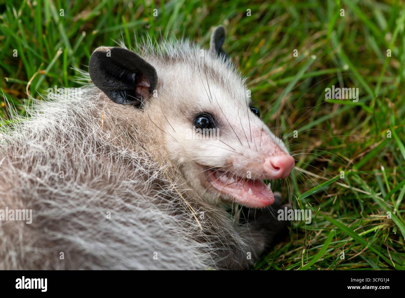 Vadnais Heights, Minnesota. Primo piano di un opossum giovanile della Virginia (Didelphis virginiana) che mostra i denti. Noto anche come opossum nordamericano. SH Foto Stock