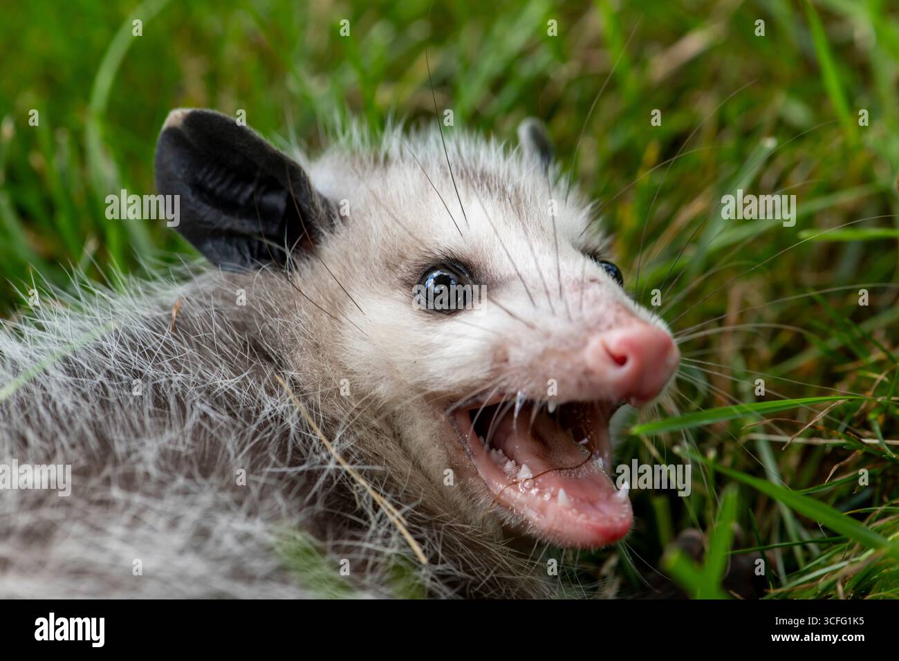 Vadnais Heights, Minnesota. Primo piano di un opossum giovanile della Virginia (Didelphis virginiana) che mostra i denti. Noto anche come opossum nordamericano. SH Foto Stock