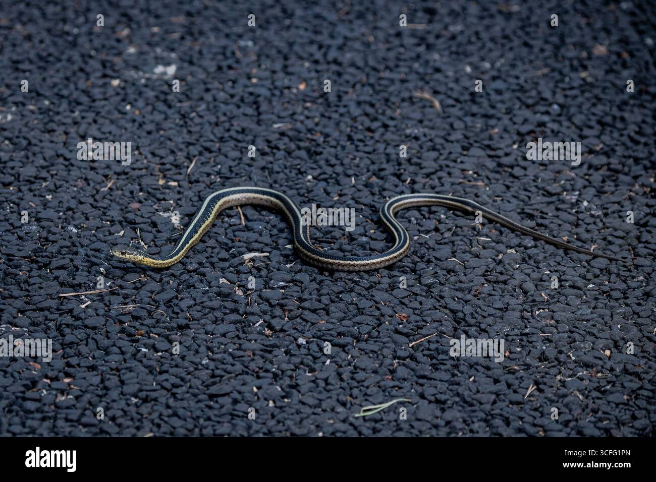 Vadnais Heights, Minnesota. Foresta di John H. Allison. Vista completa di un serpente giarrettiera comune, Thamnophis sirtalis che strizza sull'asfalto su un sentiero i. Foto Stock