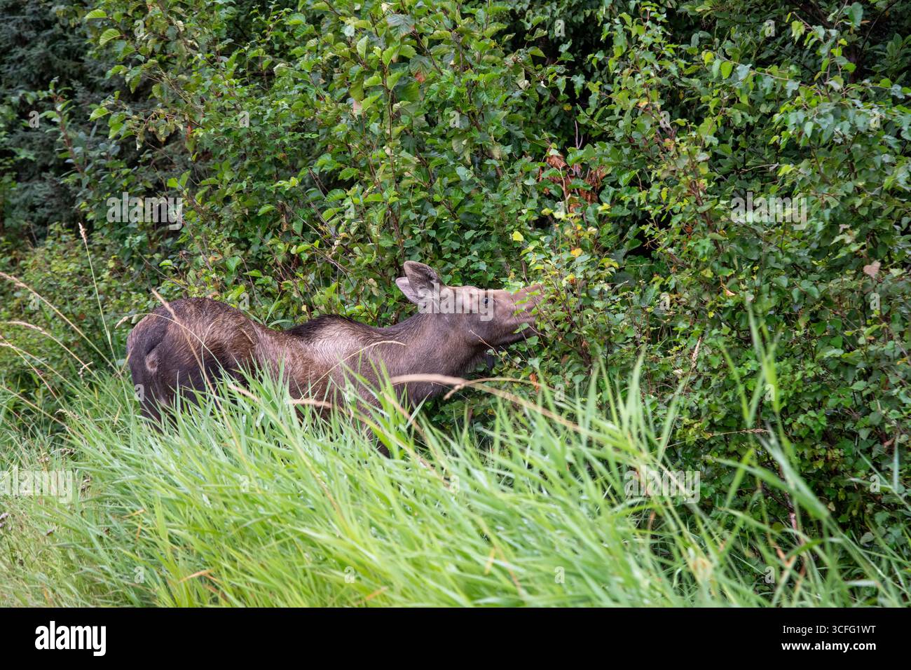 Ancoraggio, Alaska. Un primo piano di un alce femminile, Alces calcola il foraggio sulla vegetazione in Alaska. Foto Stock Ancoraggio, Alaska. Un primo piano di un alce femminile, Alces calcola il foraggio sulla vegetazione in Alaska. Foto Stock