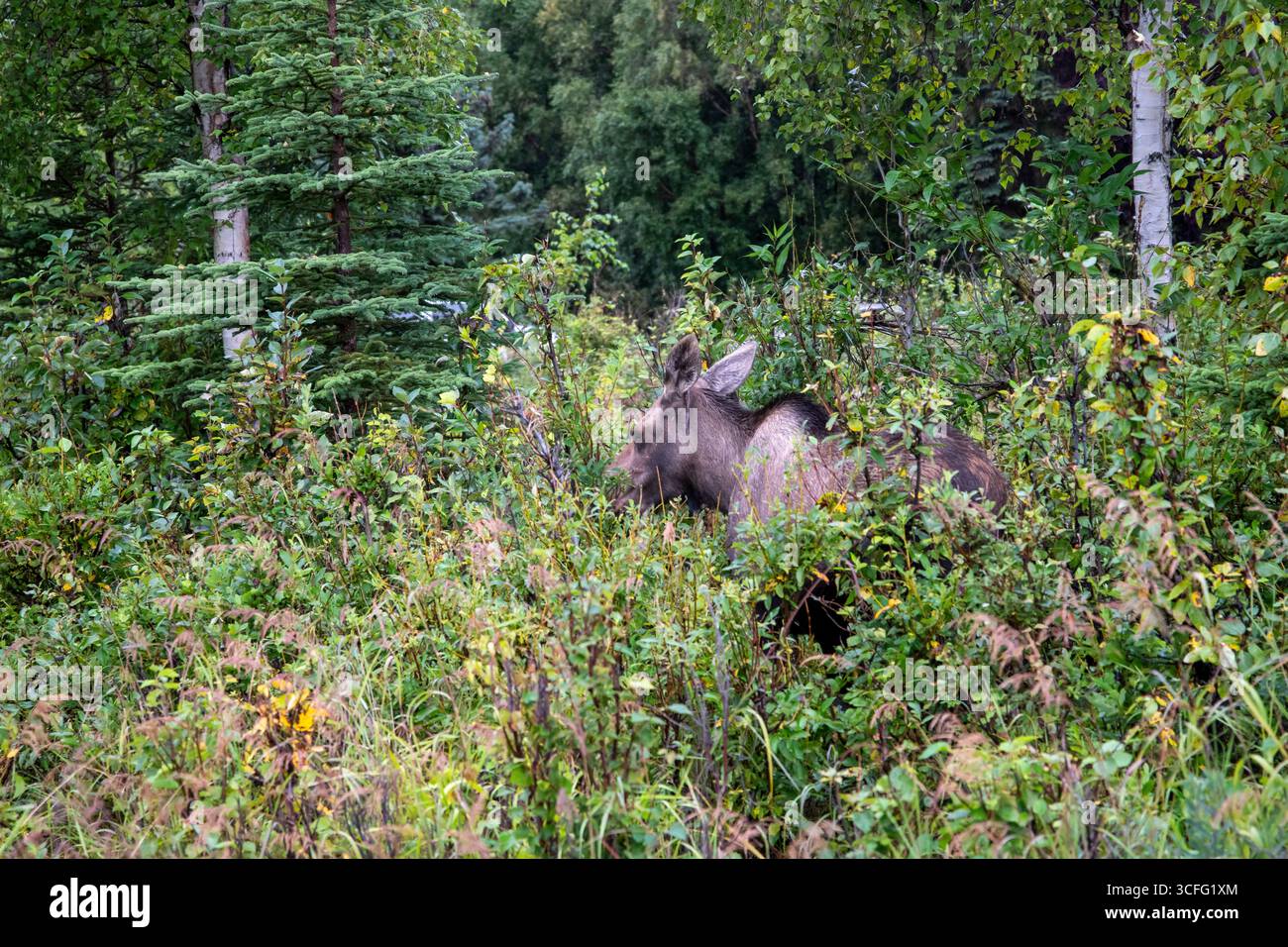 Ancoraggio, Alaska. Un primo piano di un alce femminile, Alces calcola il foraggio sulla vegetazione in Alaska. Foto Stock Ancoraggio, Alaska. Un primo piano di un alce femminile, Alces calcola il foraggio sulla vegetazione in Alaska. Foto Stock
