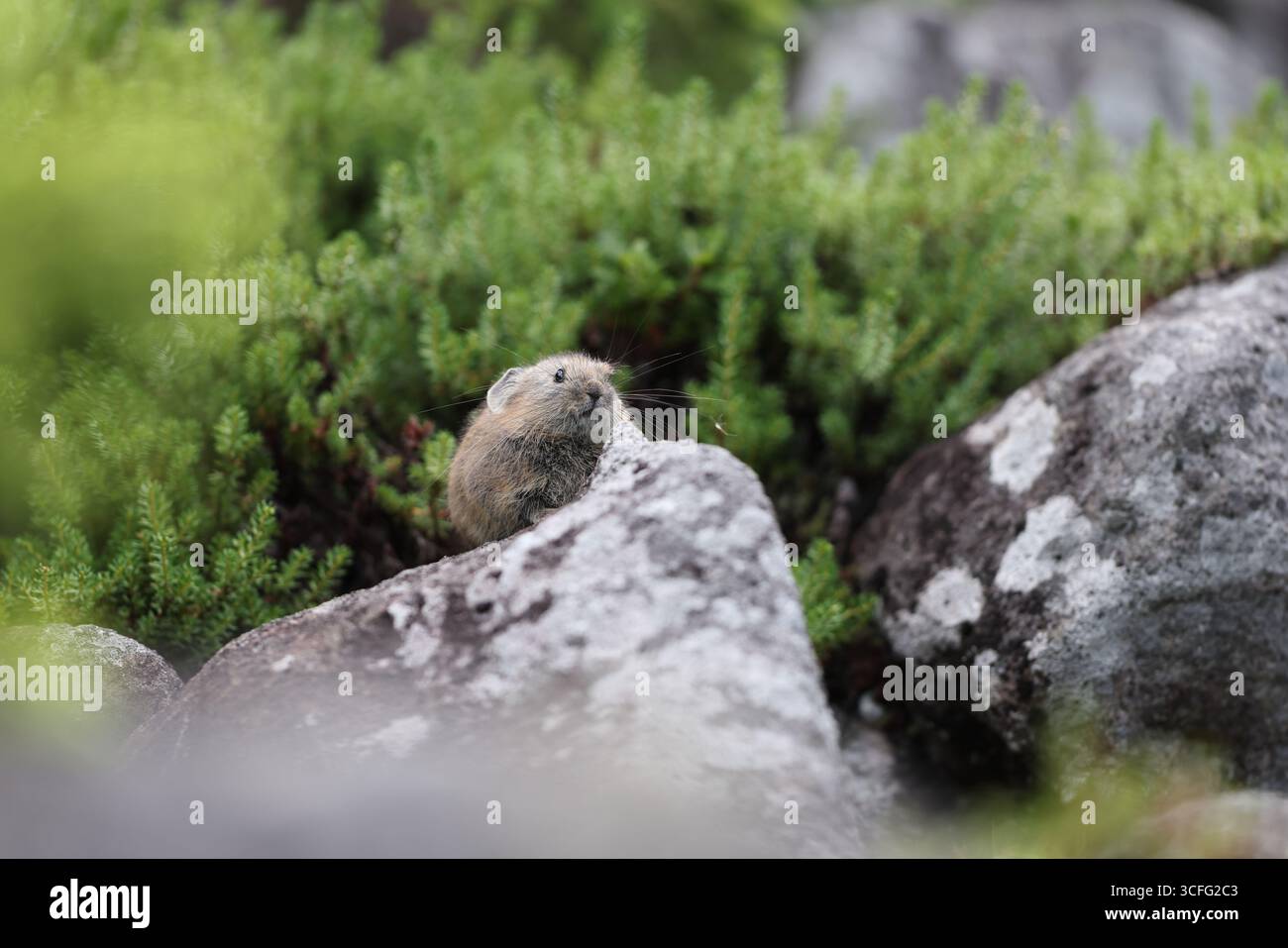La pika settentrionale (Ochotona hyperborea yesoensis) a Hokkaido, Giappone Foto Stock