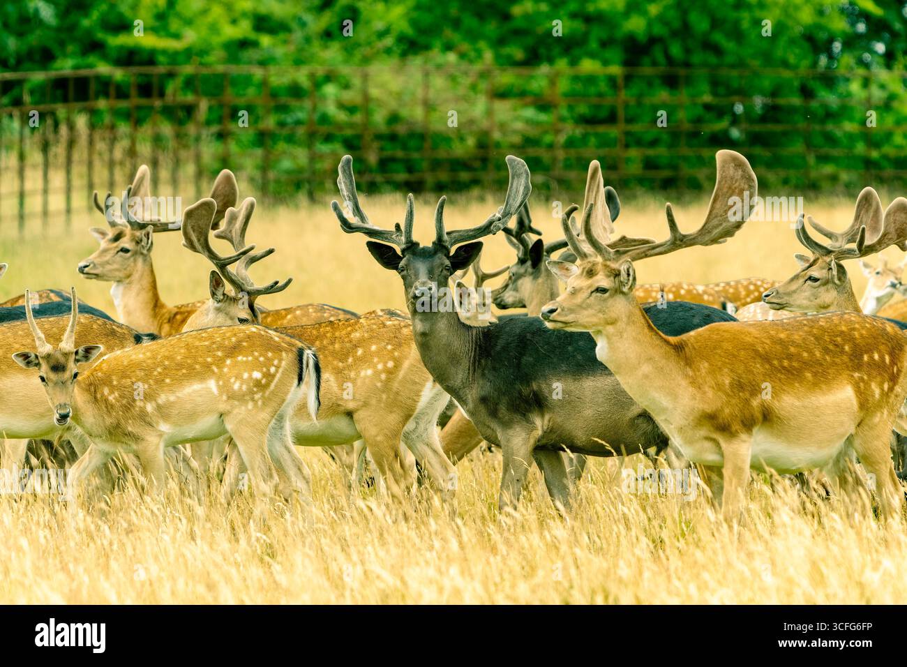 Cervi greggi misti con grandi palchi nella campagna inglese. Foto Stock