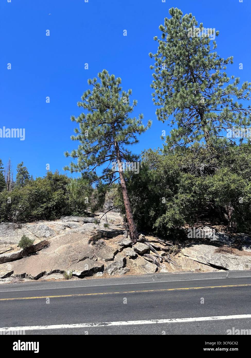 Alti pini che crescono su un pendio roccioso vicino a una strada nelle montagne della Sierra Nevada, California, Stati Uniti. - Immagine stock catturata con smartphone