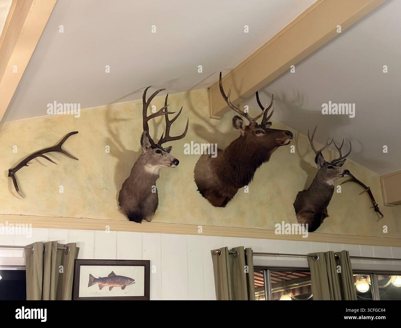 Teste di cervo e alci montate esposte su una parete rustica della cabina, utilizzate come trofei di caccia e tassidermia decorativa. Foto Stock