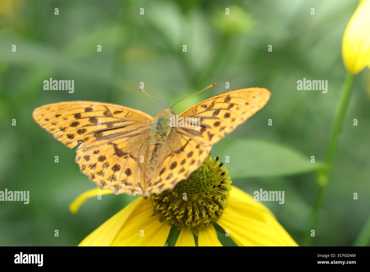 Fabriciana adippe, l'alta fritillaria marrone, è una grande farfalla dai colori vivaci della famiglia Nymphalidae, originaria dell'Europa e di tutta l'isola Foto Stock